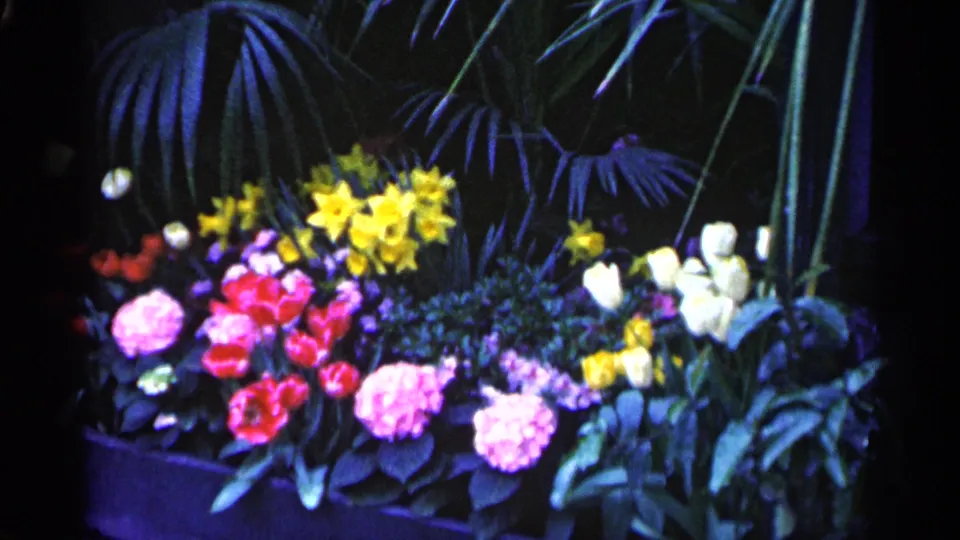 1961 Minnesota frame showing a vivid flower bed under dark foliage, with clustered blooms and soft 8mm color.