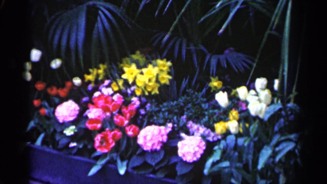 1961 Minnesota 8mm frame showing a colorful floral planter with tulips, daffodils, pale blooms, and dark tropical foliage behind it.