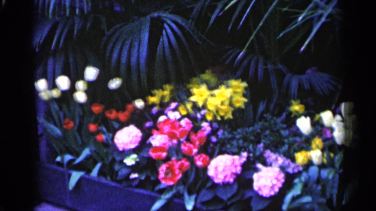 Similar floral display with bright tulips, daffodils, white flowers, and dark foliage.
