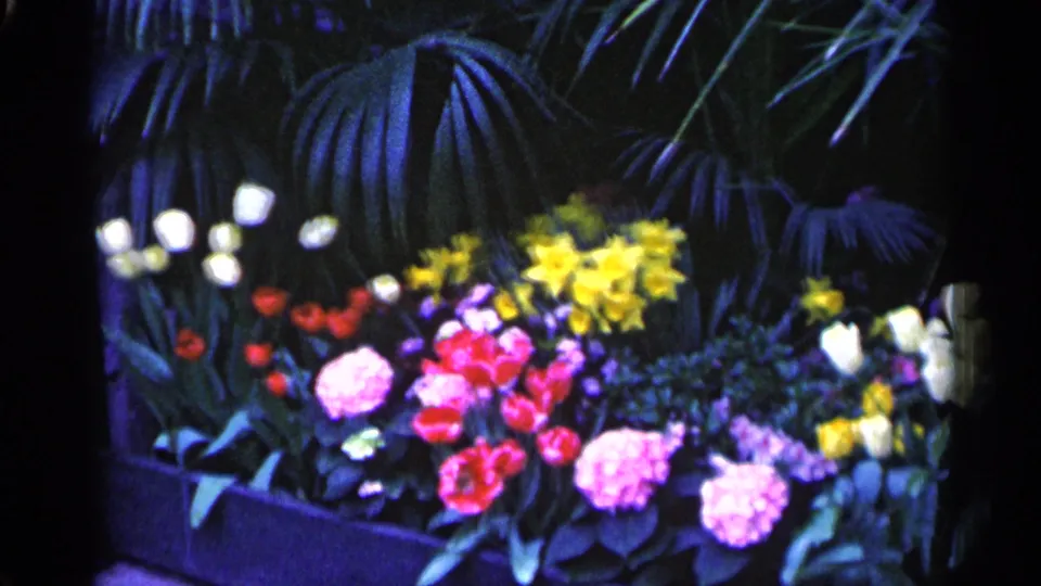 1961 Minnesota home-movie frame of a vivid flower display, including red tulips, yellow daffodils, white blossoms, and shadowed palm fronds.