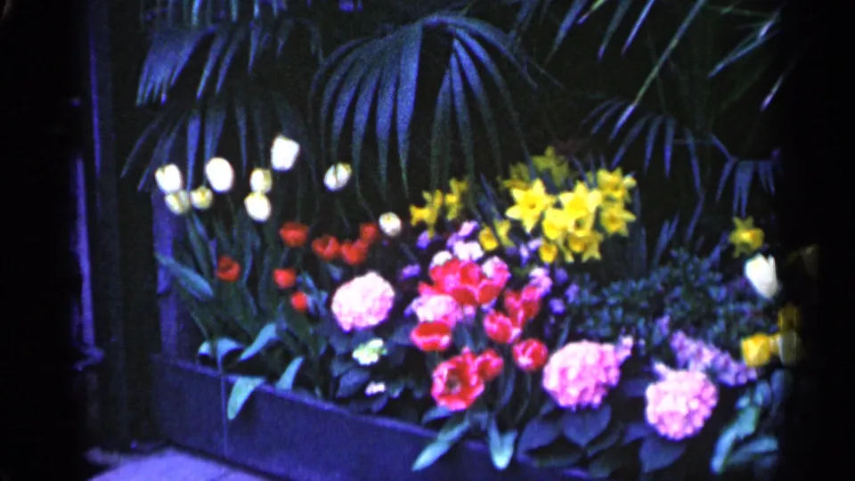 1961 Minnesota 8mm frame holding on a flower box dense with tulips, daffodils, pink blossoms, white blooms, and deep green leaves.