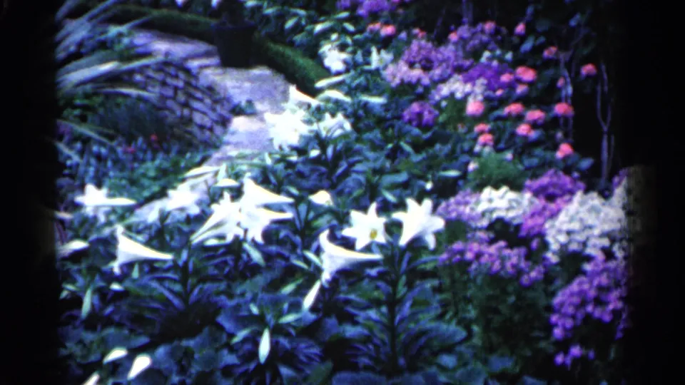 1961 Minnesota garden view with white lilies, purple and pink flowers, layered foliage, and a pale stone path in soft 8mm color.