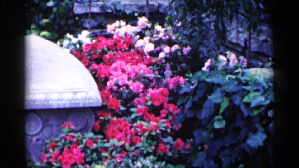 1961 Minnesota home-movie frame showing a pale stone bench, bright pink flower beds, leafy plants, and a low stone wall.