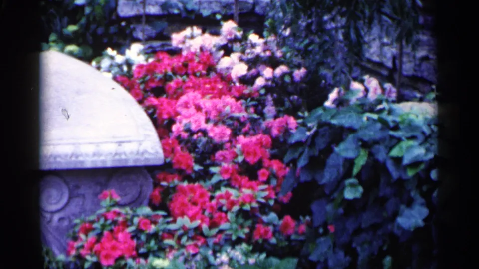 1961 Minnesota garden frame with a stone bench at left, pink flowers across the bed, large leaves, and a stone wall behind.