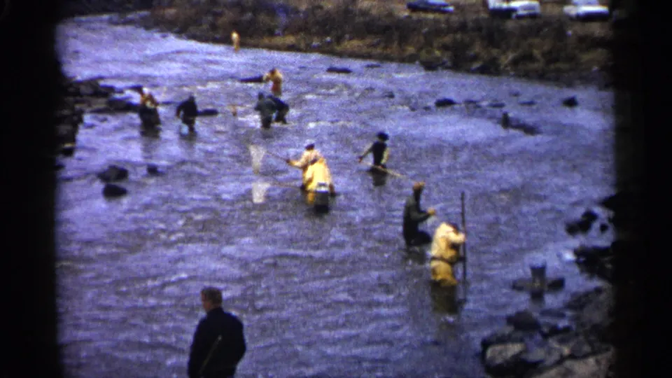 1961 Minnesota 8mm frame of communal river net fishing, with waders spread through the water and vehicles in the background.