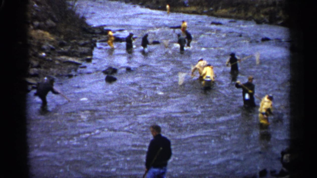 A group spreads across a shallow river with nets, with one person standing closer to the camera at the bank.