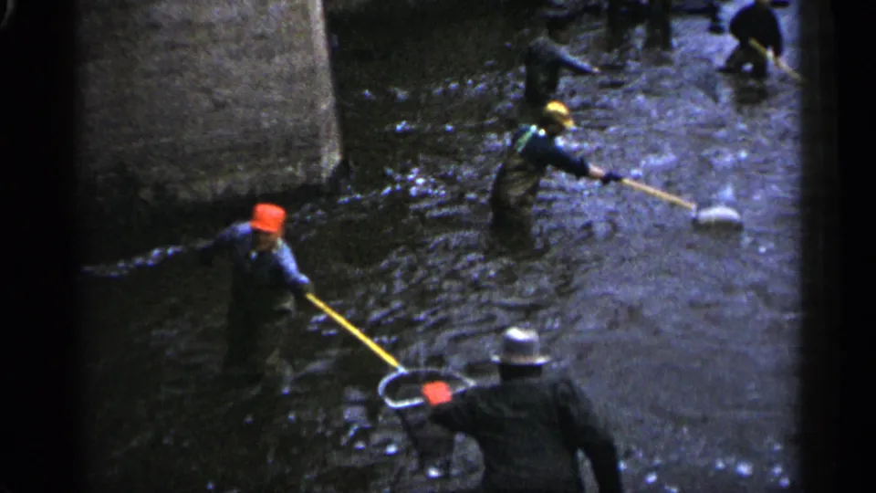 1961 Minnesota 8mm frame showing multiple men in waders moving nets through shallow river water near a concrete bank structure.