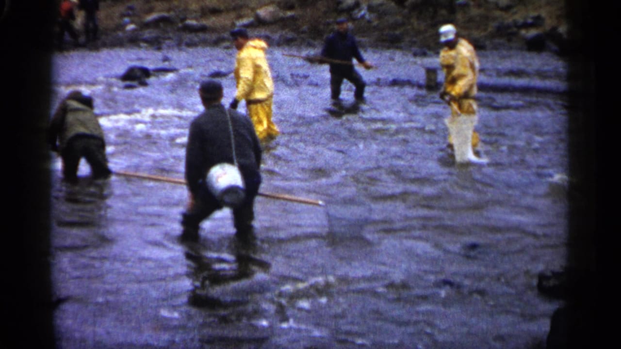 Several men stand in shallow water with nets and a white bucket.
