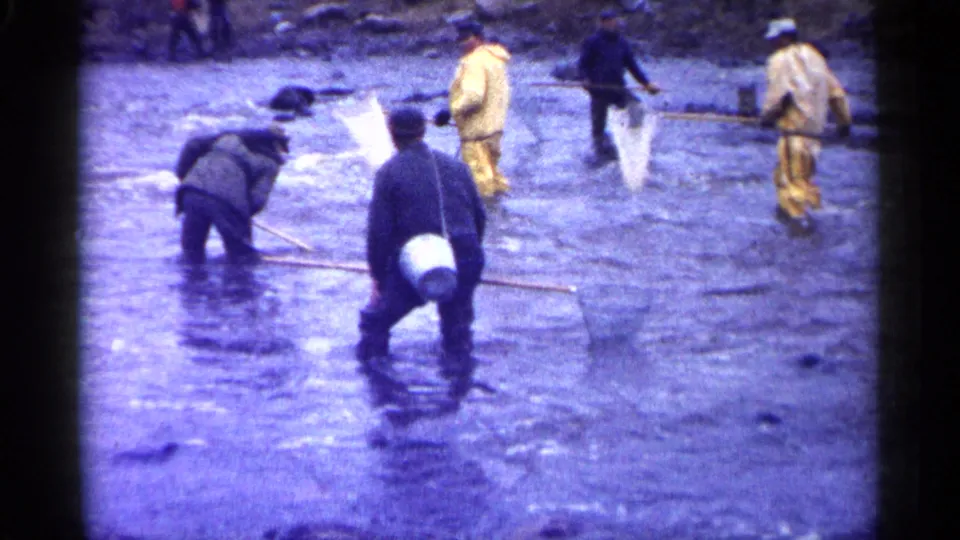 A 1961 Minnesota 8mm frame shows men bending and standing in shallow water with long nets during a fishing effort.
