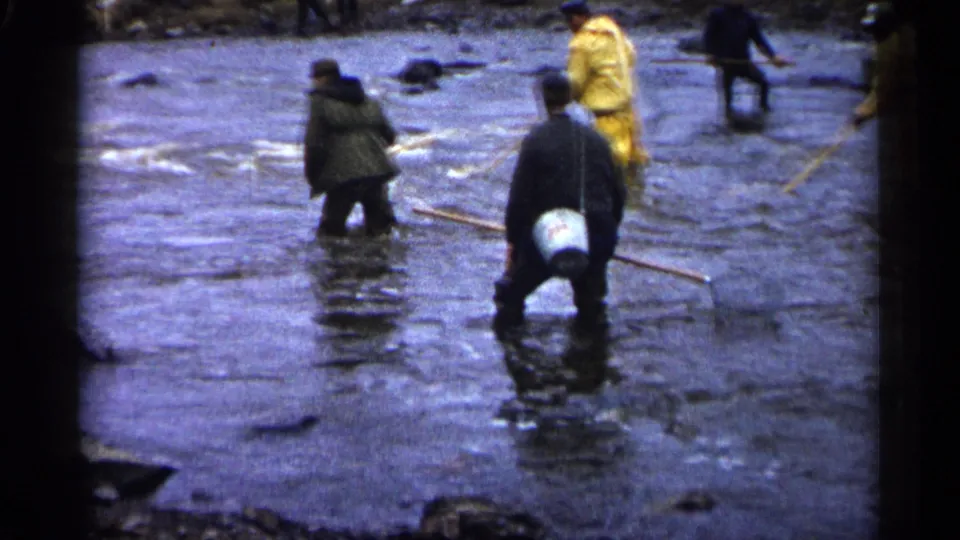 Men in rain gear and dark jackets continue wading through a shallow rocky river with nets in 1961 Minnesota footage.