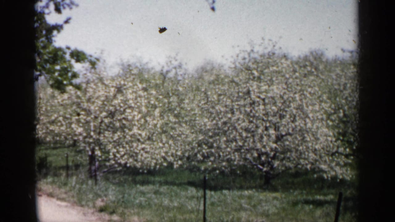 1961 Minnesota 8mm frame showing white-blossomed orchard trees, green grass, a fence line, and a pale sky through dark frame edges.
