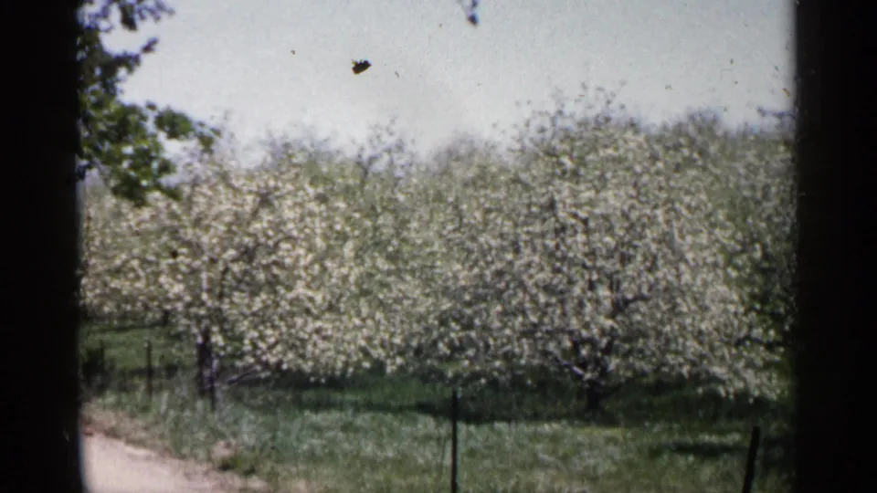 1961 Minnesota 8mm frame showing white-blossomed orchard trees, green grass, a fence line, and a pale sky through dark frame edges.