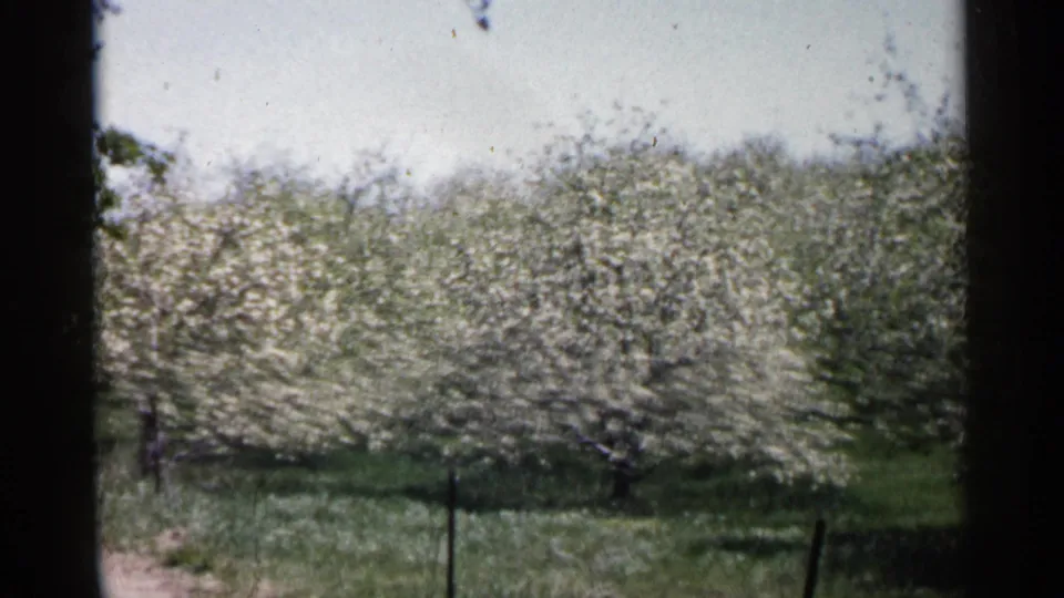 1961 Minnesota home-movie frame with flowering orchard rows, grass, fence posts, and soft 8mm color framed by dark edges.