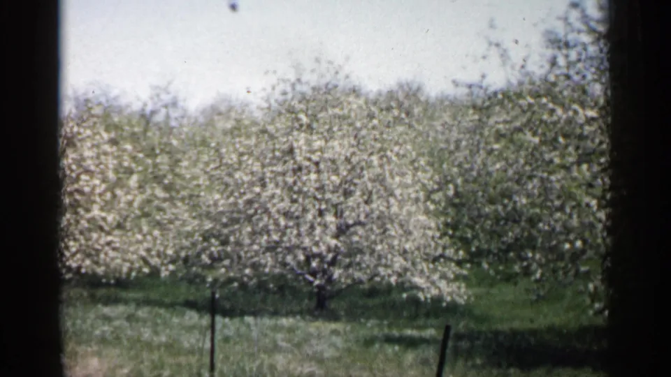 1961 Minnesota 8mm still of dense white spring blossoms, green grass, and a simple fence in a rural orchard setting.