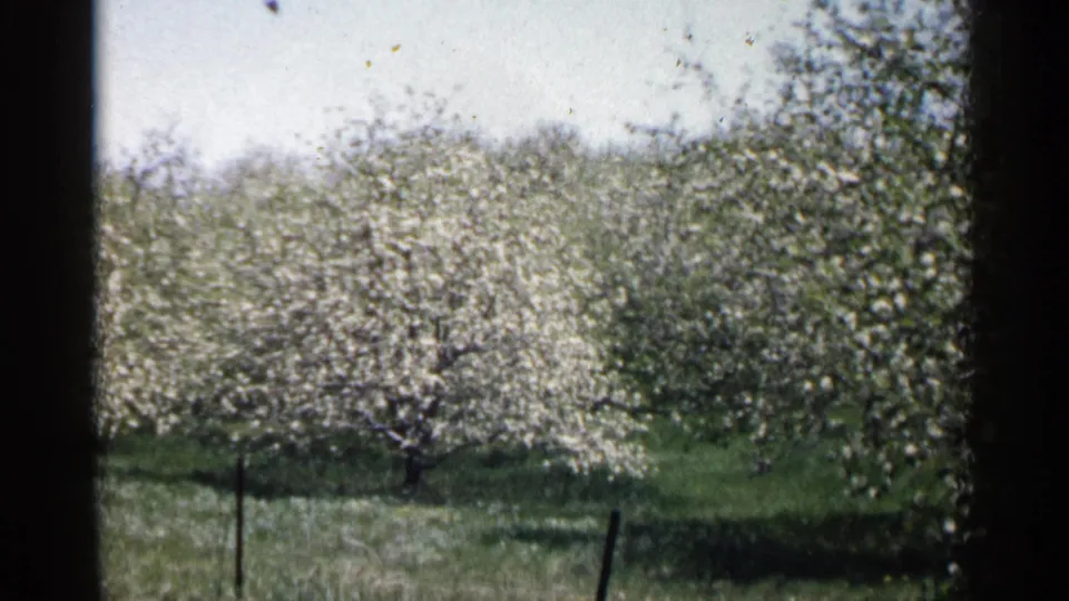 1961 Minnesota home-movie frame showing a blossoming orchard tree, open grass, fence posts, and soft handheld 8mm framing.