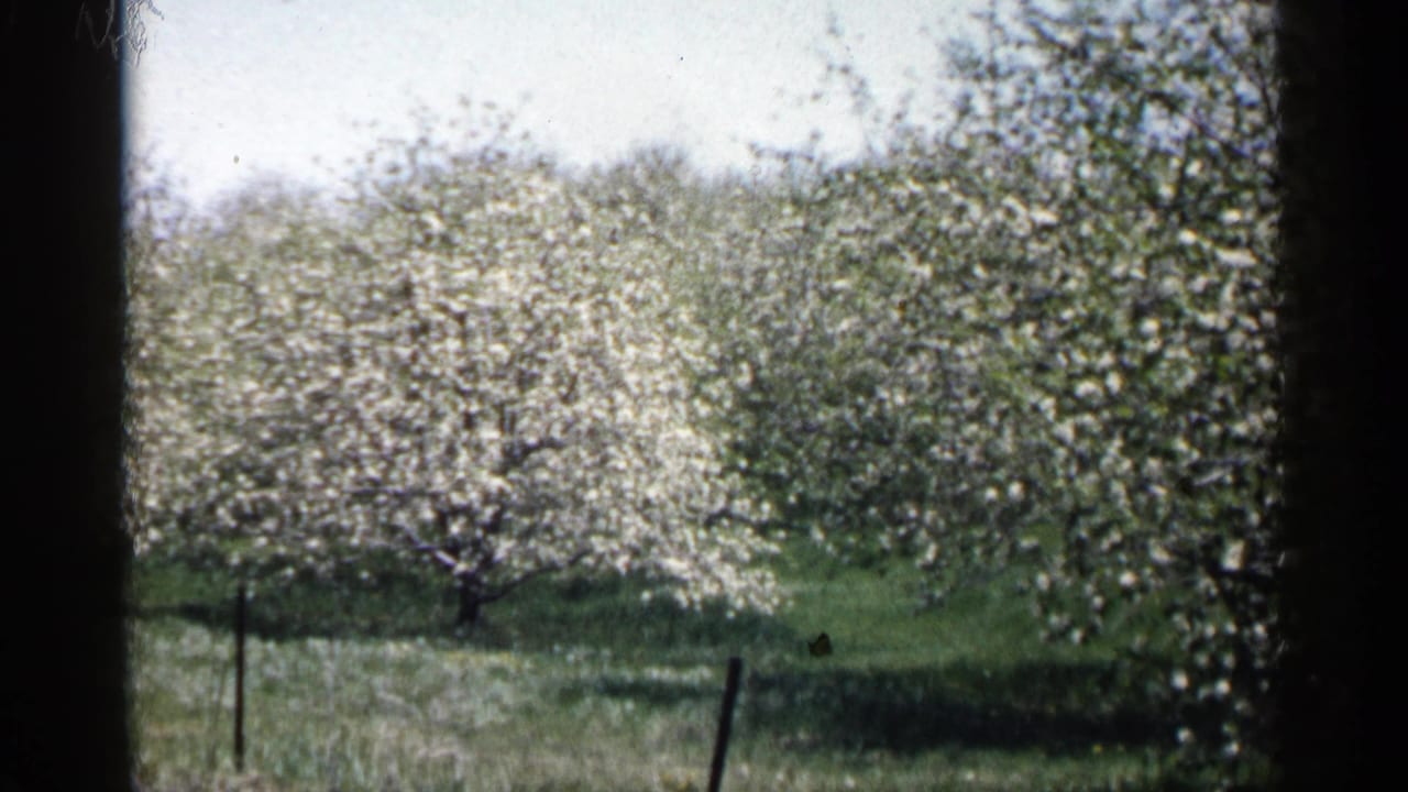 White-blossomed orchard trees beyond green grass and a few fence posts.