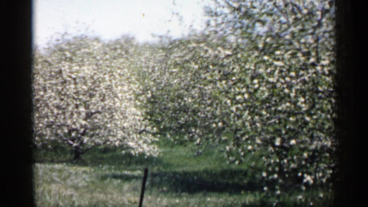 Blossoming trees and grass seen through dark vertical film borders.