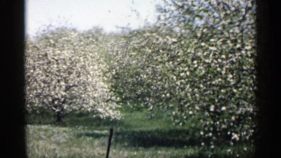 1961 Minnesota orchard view with white flowering branches, green ground cover, and a dark vertical frame edge.