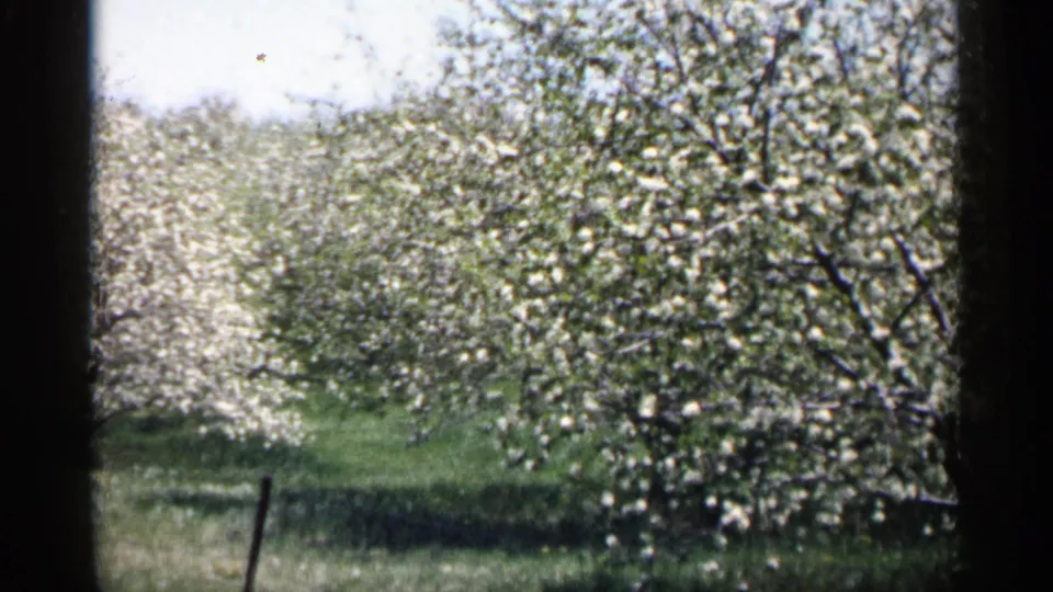 Soft 8mm frame from Minnesota in 1961 showing dense white blossoms, tree limbs, grass, and dark film edging.