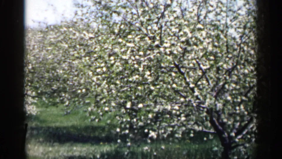 1961 Minnesota 8mm still with blossom-covered branches, grassy orchard floor, bright sky, and visible film borders.