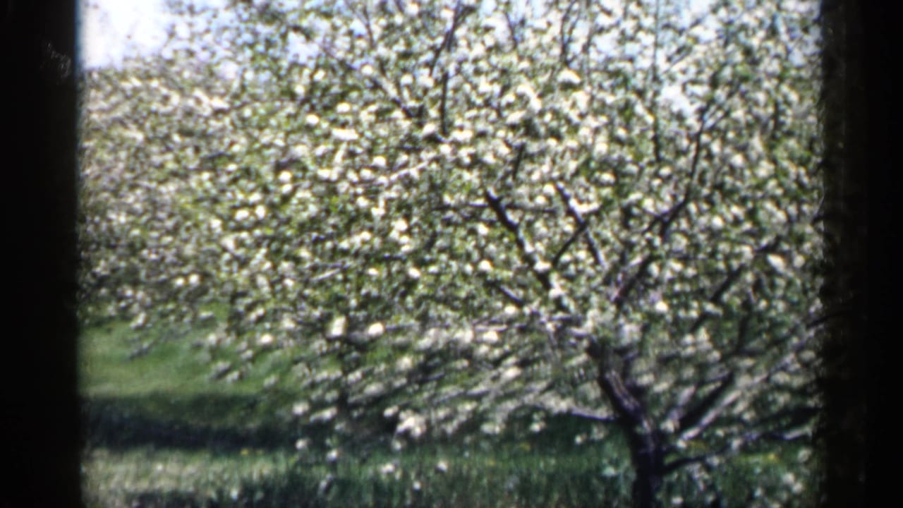 White-flowering orchard tree in sunlit grass with dark 8mm frame edges.