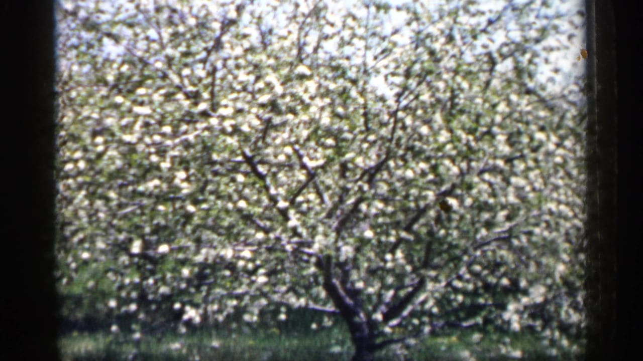 1961 Minnesota 8mm view of a large white-flowering tree in a spring orchard, framed by dark vertical film edges.