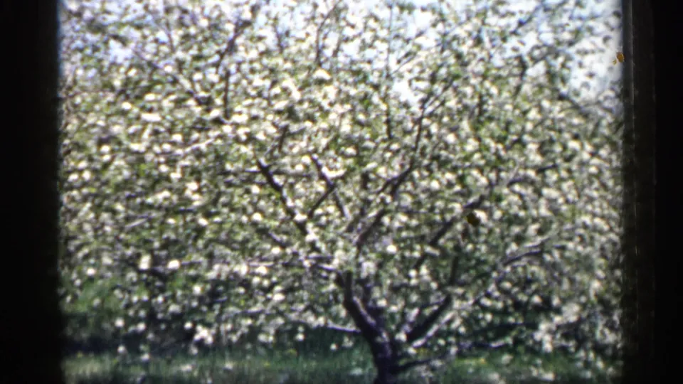 1961 Minnesota 8mm view of a large white-flowering tree in a spring orchard, framed by dark vertical film edges.