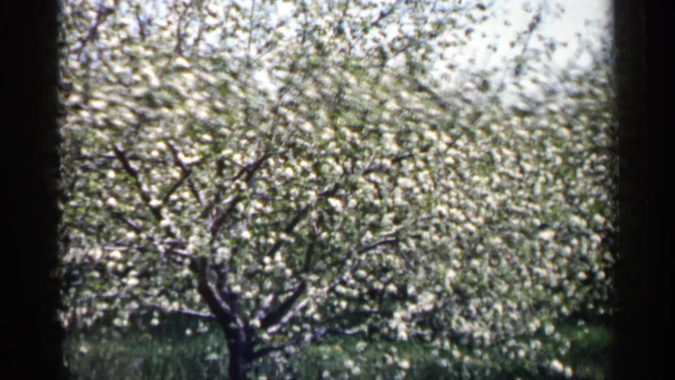 1961 Minnesota home-movie frame with a closer view of white blossoms, dark branches, green grass, and soft 8mm grain.