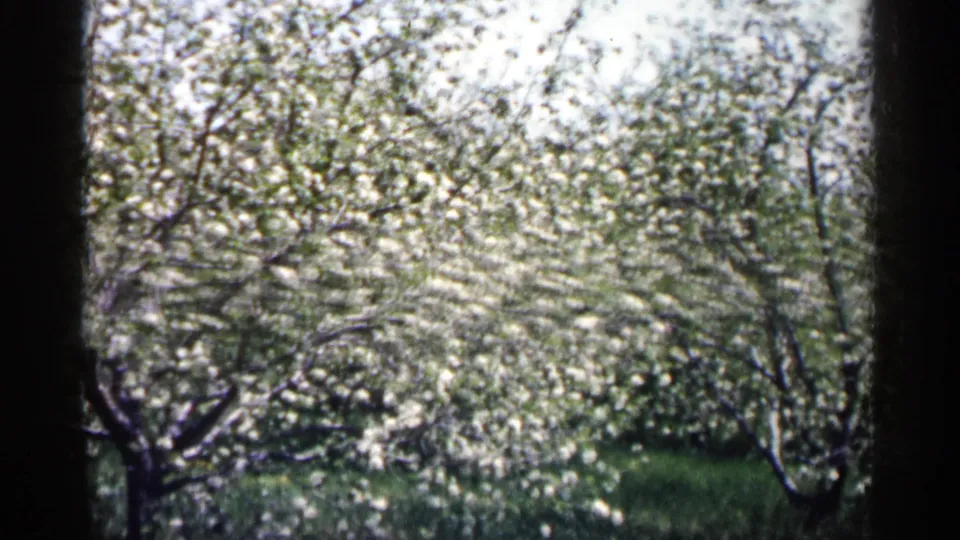 1961 Minnesota 8mm frame showing multiple white-flowering orchard trees, bright spring light, and green grass below.