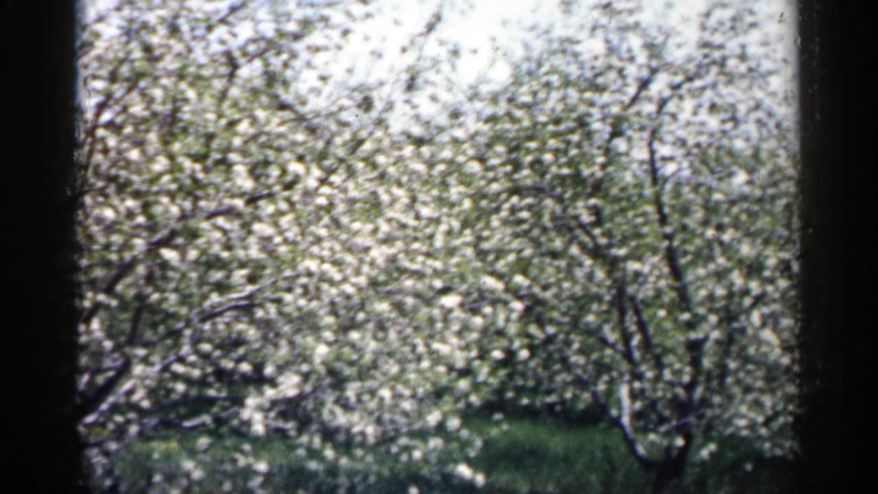 Wide orchard view with blooming trees, grass, bright sky, and dark 8mm frame edges.