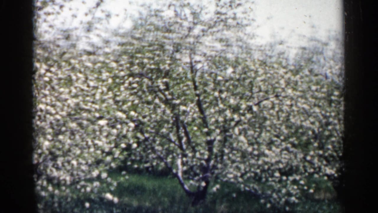 Wide view of flowering orchard trees with grass, sky, and dark film borders.