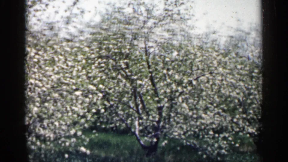 A second wide 8mm view of Minnesota orchard trees in white spring bloom, framed by dark home-movie edges.