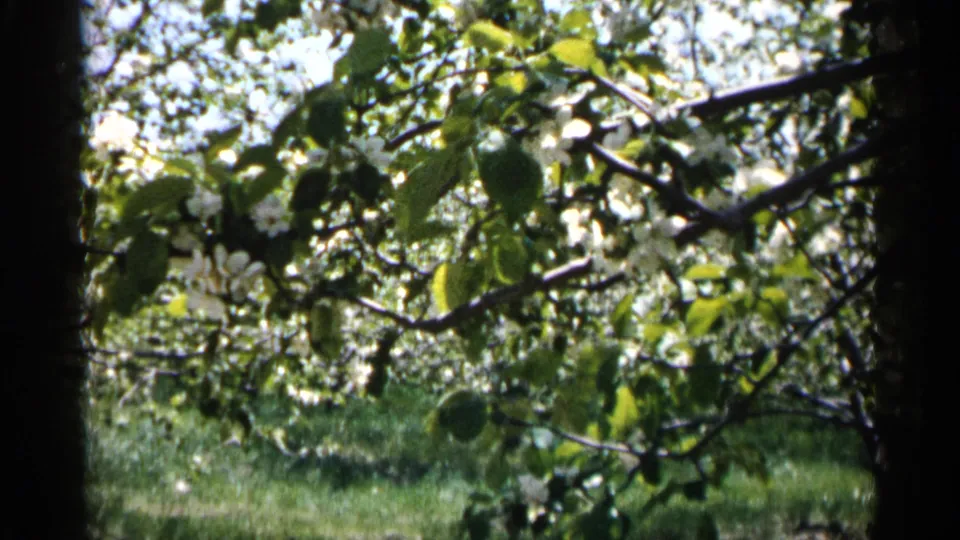 Close 1961 Minnesota 8mm view of leafy apple branches with white blossoms and sunlit orchard grass behind them.