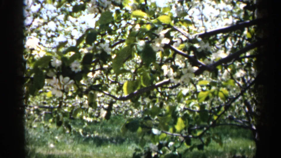 Close home-movie frame of apple blossoms and green leaves in a Minnesota orchard, with soft grass and trees beyond.