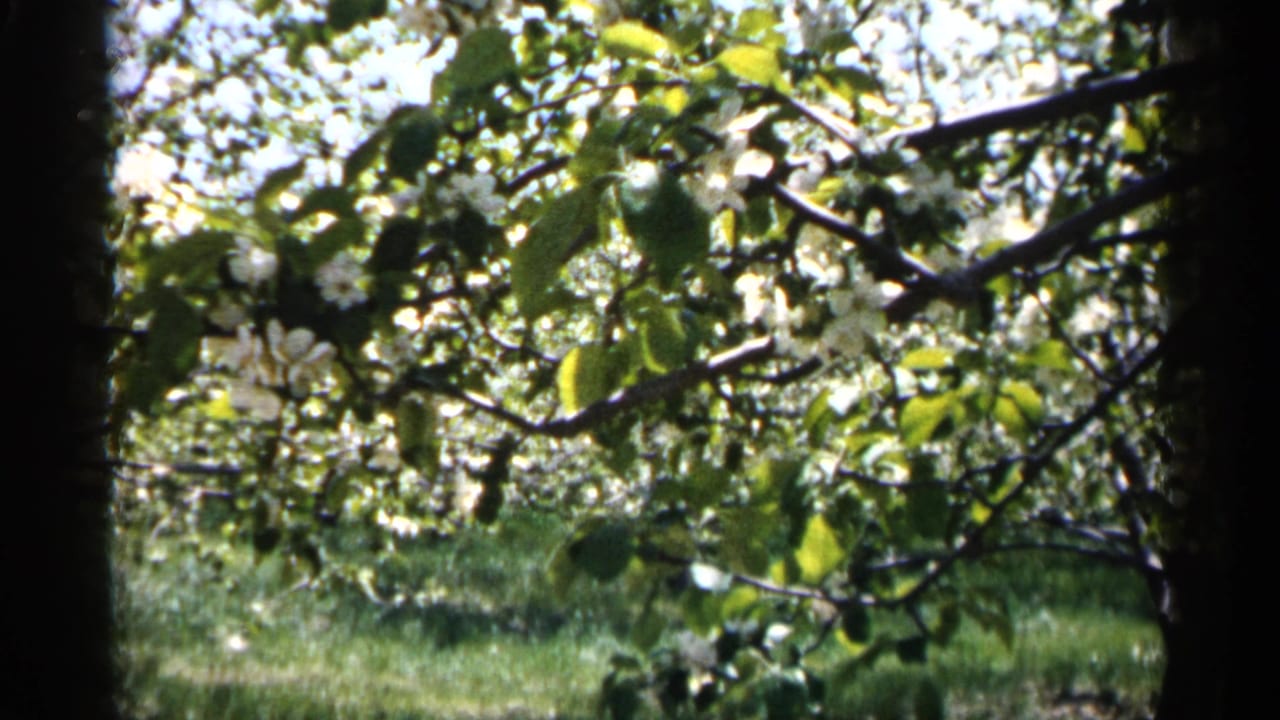 Flowering orchard trees with white blossoms, green leaves, grass, and dark trunks.
