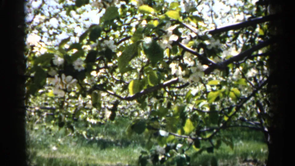 1961 Minnesota 8mm frame showing white blossoms on orchard trees, green grass, leafy branches, and dark trunks in bright sun.