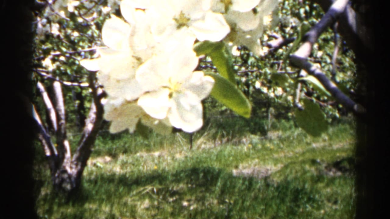 1961 Minnesota 8mm frame with a close cluster of pale white blossoms against green leaves, grass, and orchard branches.