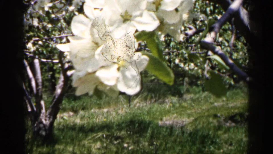 1961 Minnesota 8mm frame centered on a large white blossom cluster, with leafy branches and grassy orchard ground behind it.