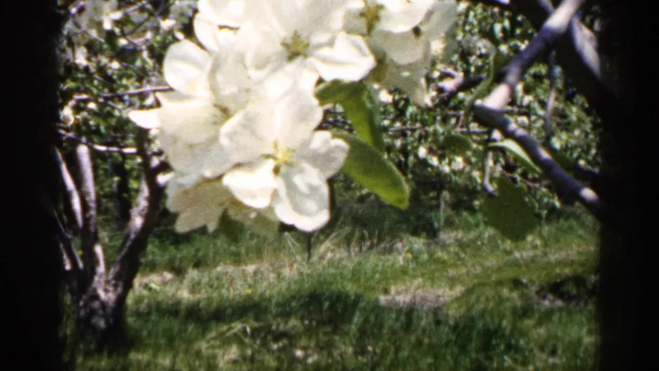 1961 Minnesota 8mm frame showing white blossoms in the foreground with green leaves, branches, and sunlit orchard grass beyond.