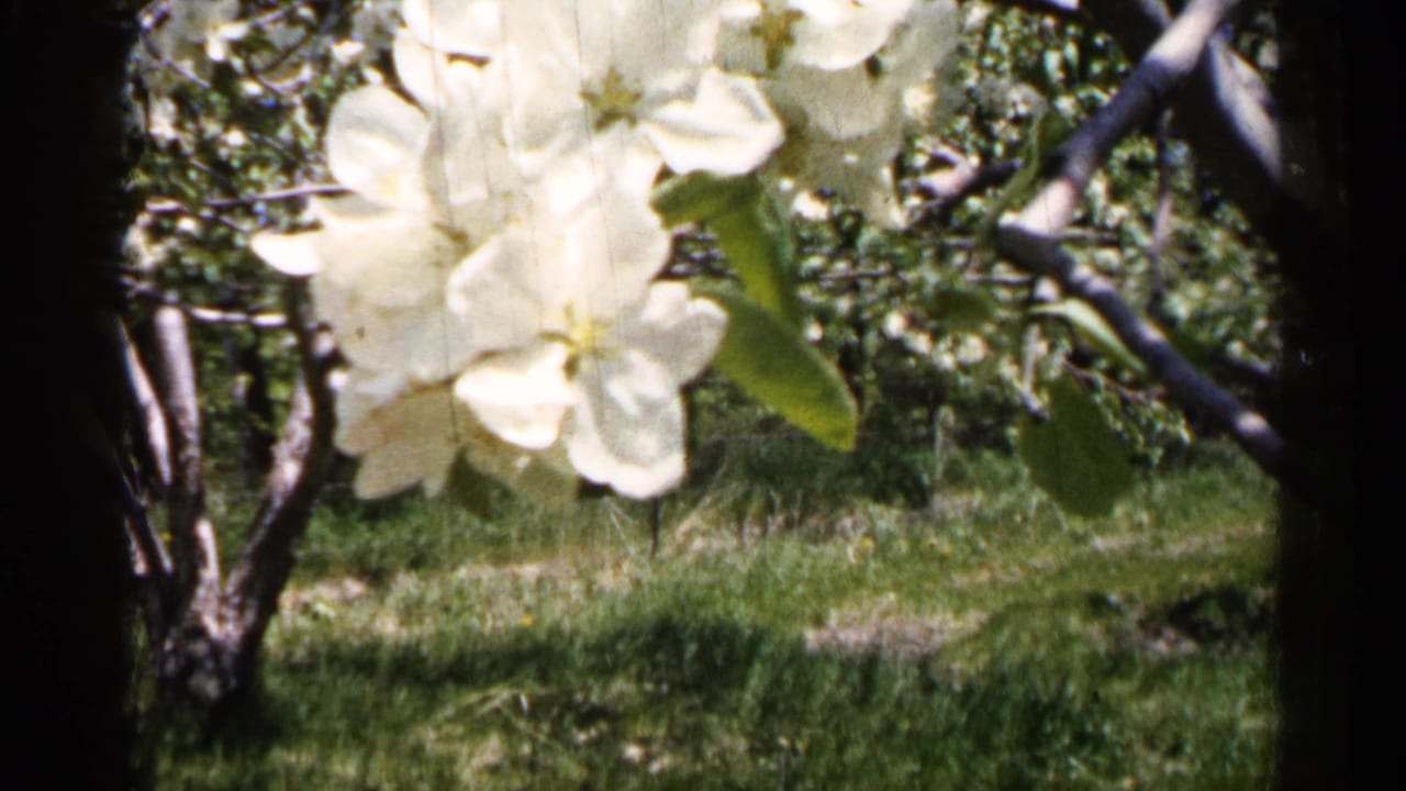White blossoms on tree branches above grass and greenery.