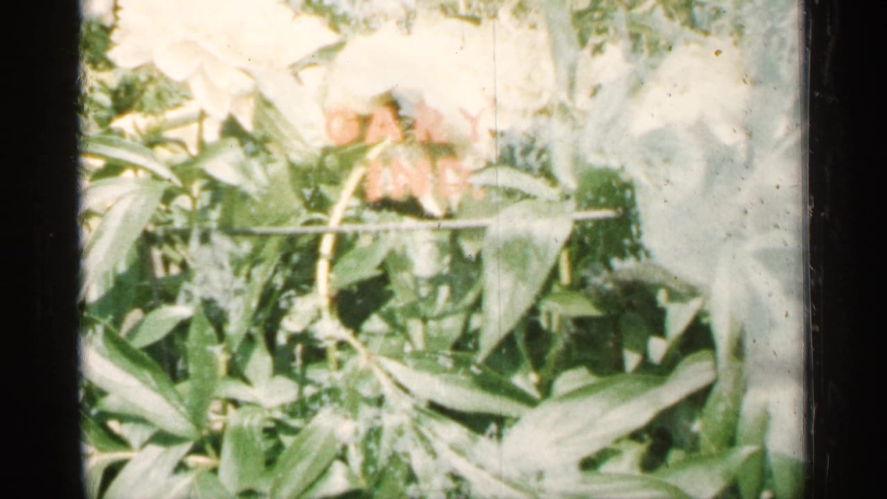 1961 Minnesota 8mm home-movie frame showing pale flowers and dense green foliage, with dark film borders and light wear.