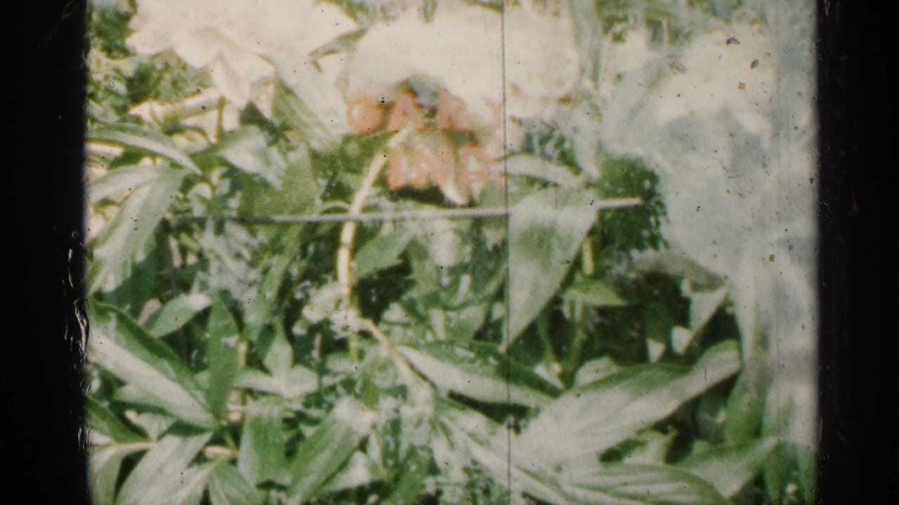 Garden foliage with pale blossoms, vertical film scratches, and dark frame edges.