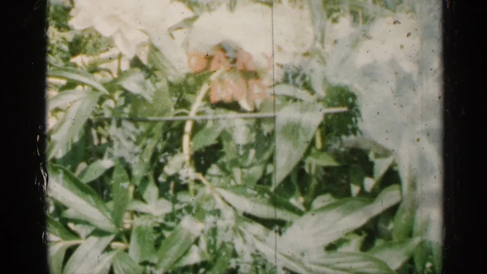 1961 Minnesota garden footage frame with white flowers and leafy undergrowth, showing soft color and vertical film wear.