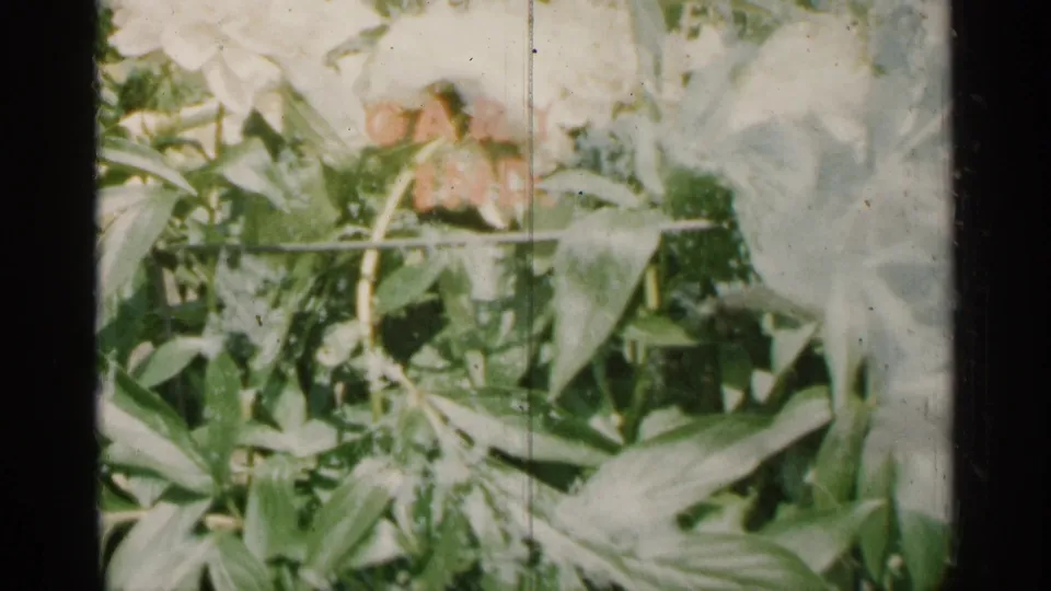 1961 Minnesota 8mm frame showing a close, slightly faded view of garden leaves and pale blossoms.