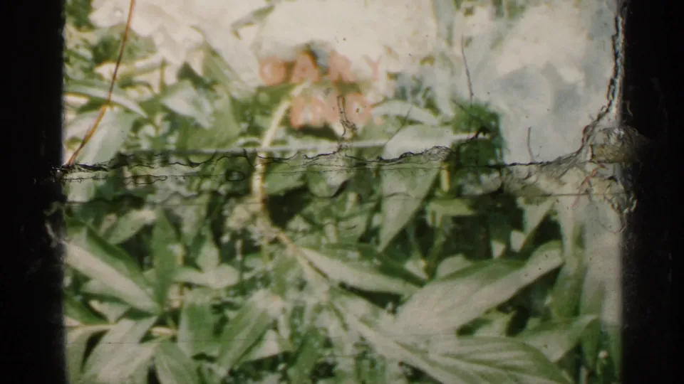 1961 Minnesota garden frame with leafy plants, pale flowers, dark borders, and visible horizontal film damage.