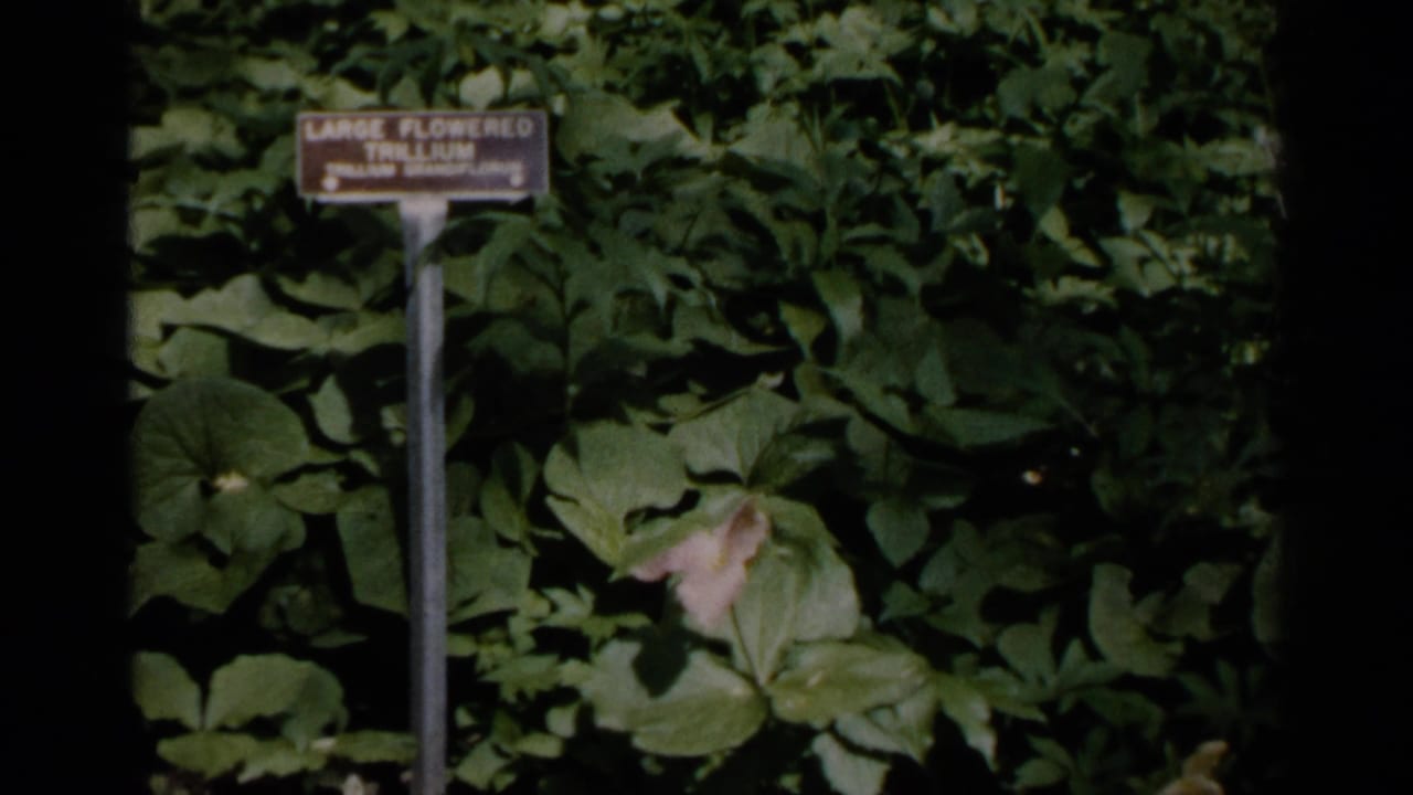 Plant label for Large Flowered Trillium among dense green leaves and a pale bloom.