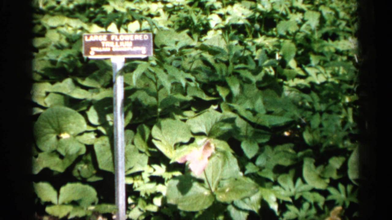 1961 Minnesota garden footage frame with a readable Large Flowered Trillium sign, leafy groundcover, and a single pale bloom.