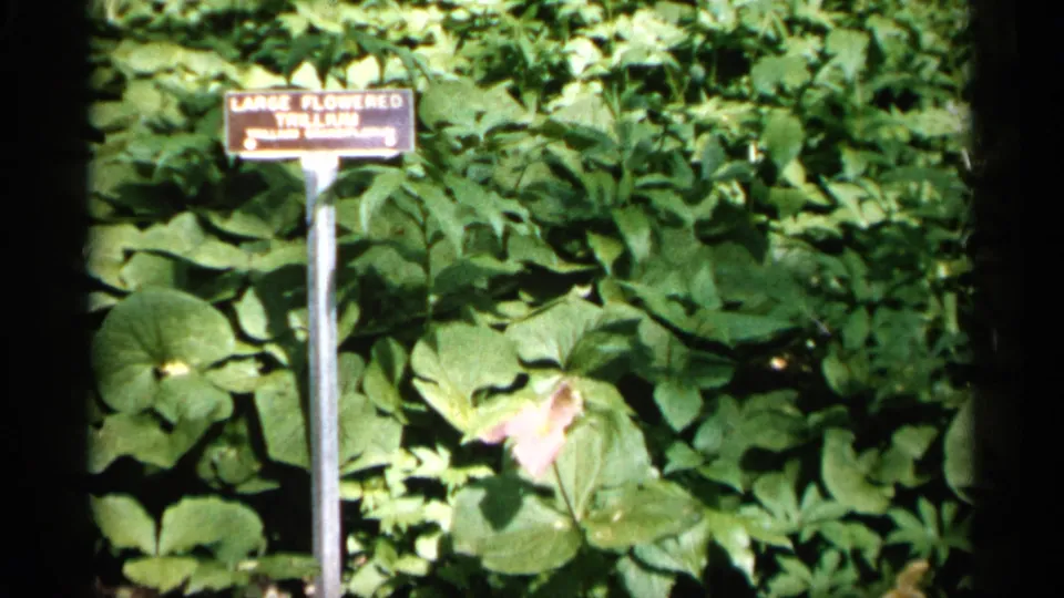 1961 Minnesota garden footage frame with a readable Large Flowered Trillium sign, leafy groundcover, and a single pale bloom.