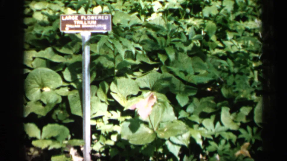 1961 Minnesota 8mm still of a Large Flowered Trillium marker beside broad leaves and a pale flower in bright garden light.