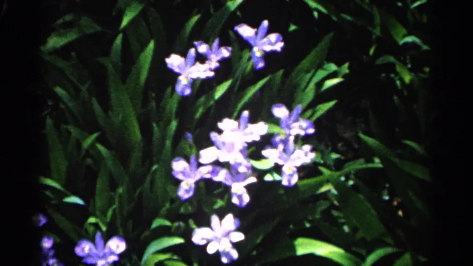 1961 Minnesota garden frame showing purple and white wildflowers, likely irises, standing out against dark green foliage.